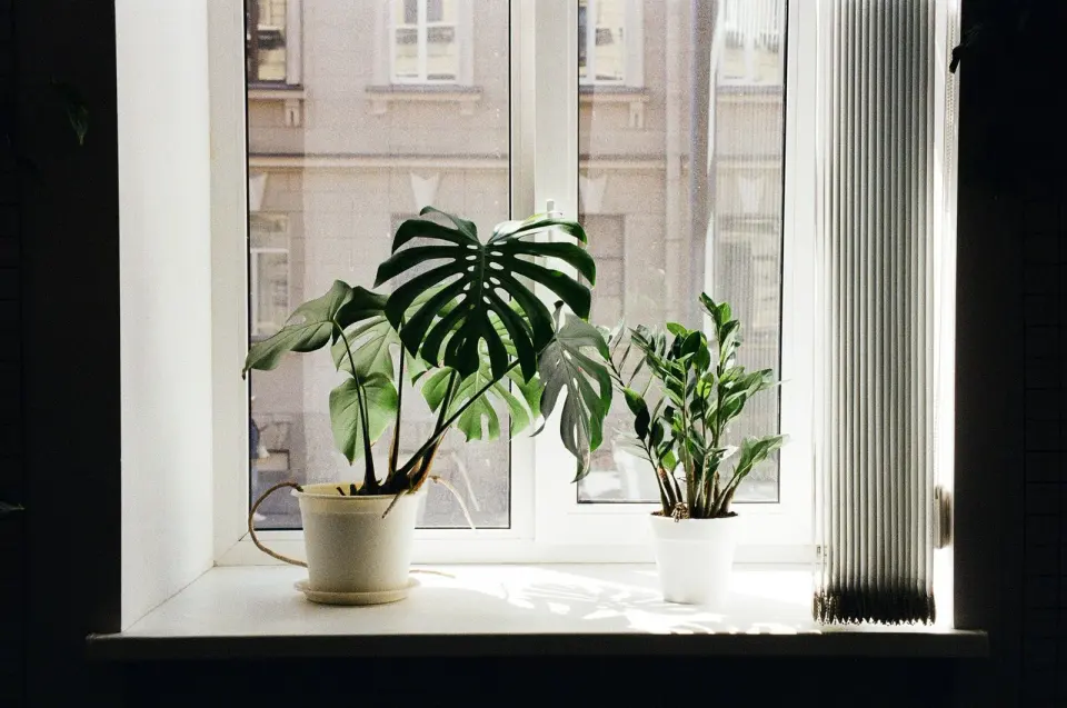 Alféizar interior blanco con una monstera y otra planta en macetas junto a una ventana luminosa