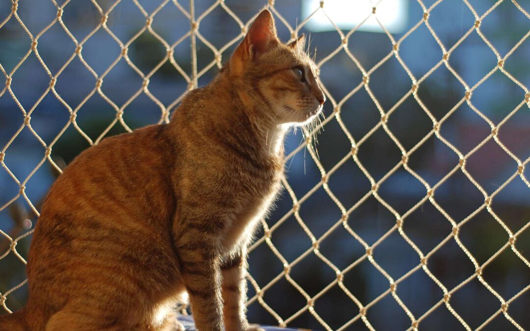 Mejores redes de ventanas para gatos